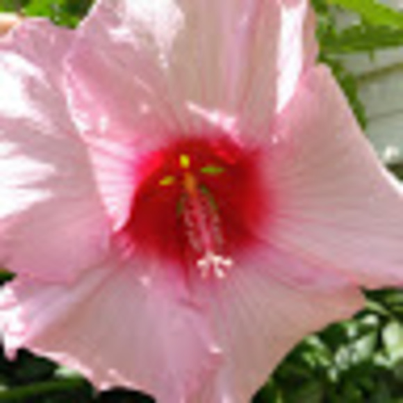 Meet your Posher, Destiny - Picture 1 of 1